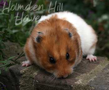 Fergie- Golden Tortoiseshell and White (Banded) Longhaired